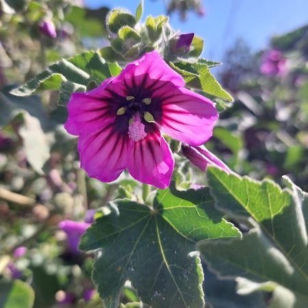 La Malva Daire Ostia Antica Dış mekan fotoğraf